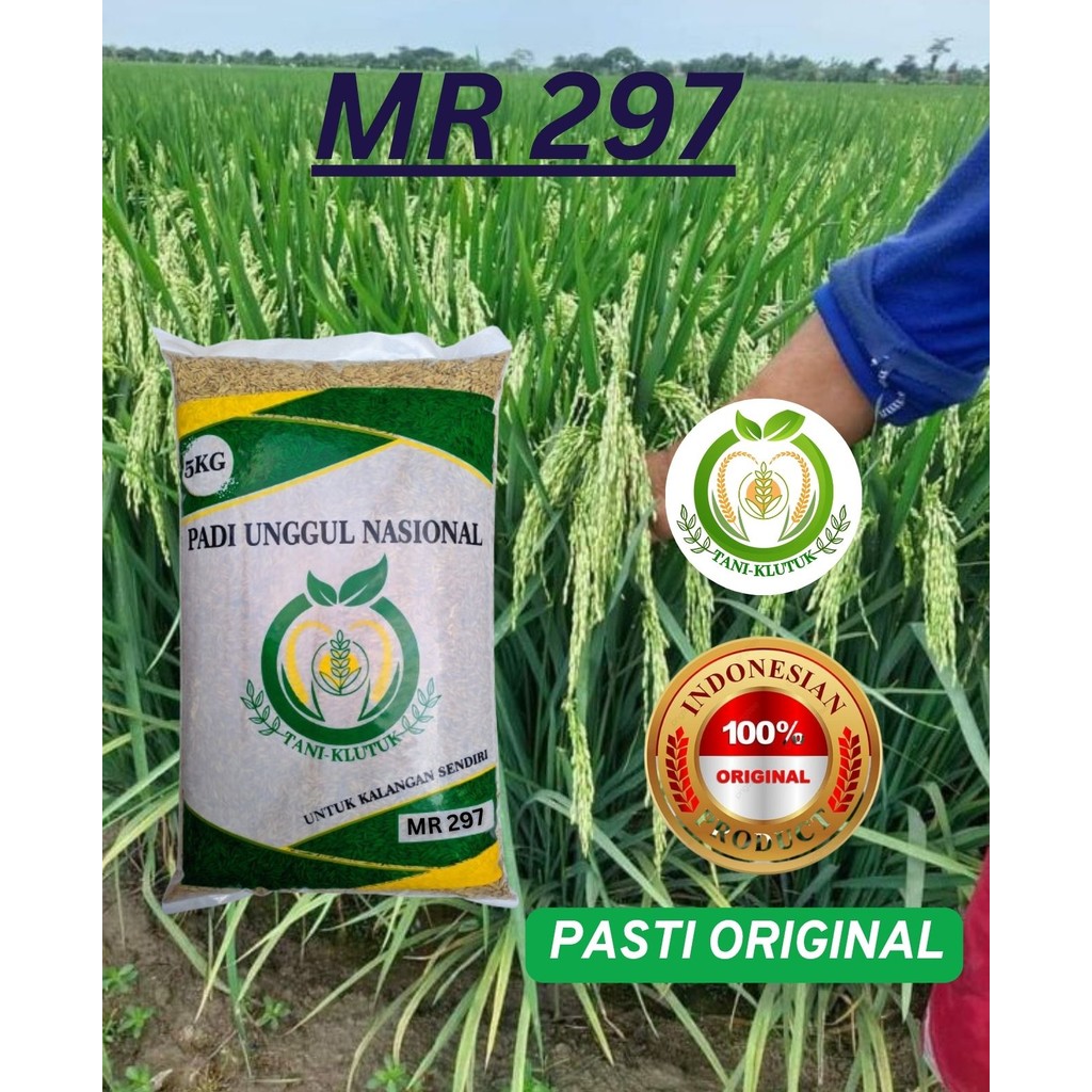 bibit biji PADI MR 297 KEMASAN 5KG PADI UNGGUL TAHAN HAMA