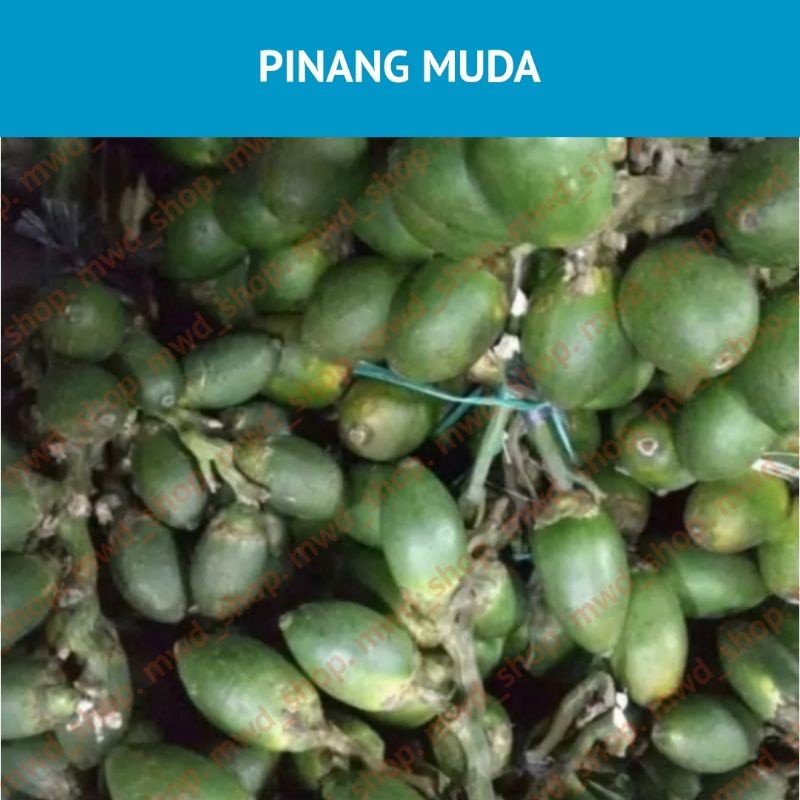 

Pinang | Jambe Muda 1 Kg