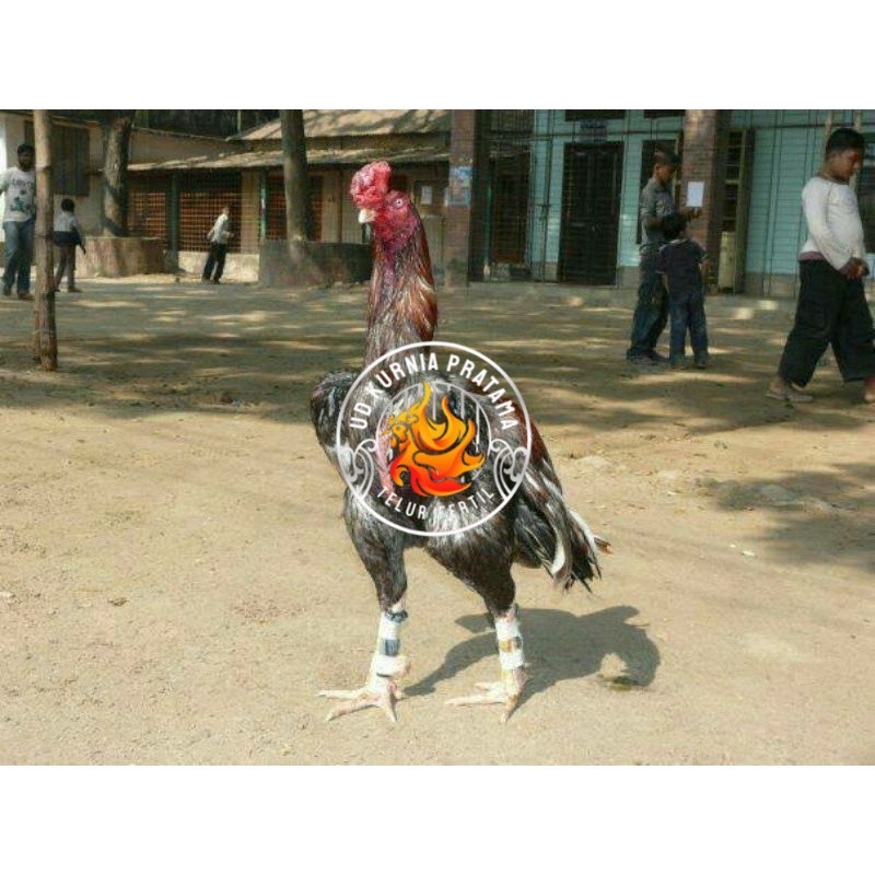 

TELUR AYAM GORDZILLA BIG JUMBO UNTUK DI TETASKAN UD KURNIA PRATAMA