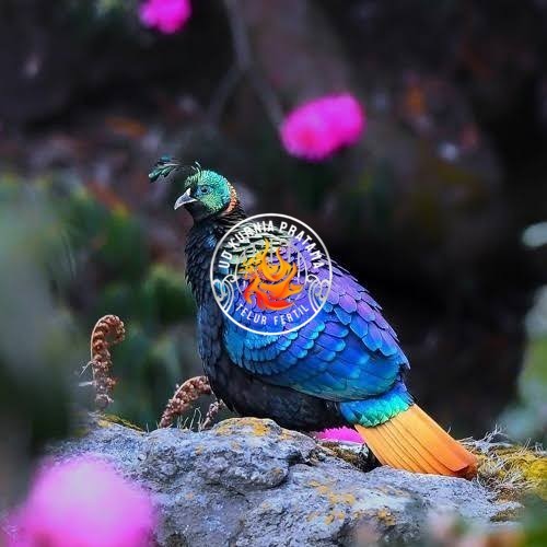 

Telur ayam hias ringneck impeyan pheasant fertil bisa ditetaskan Langsung UD KURNIA PRATAMA