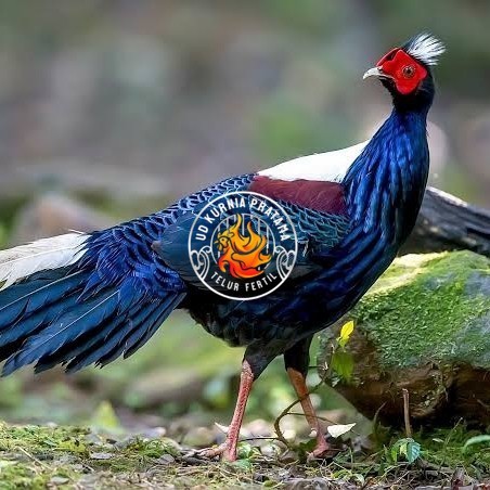 

Telur ayam hias ringneck swinhoe pheasant fertil siap ditetaskan UD KURNIA PRATAMA