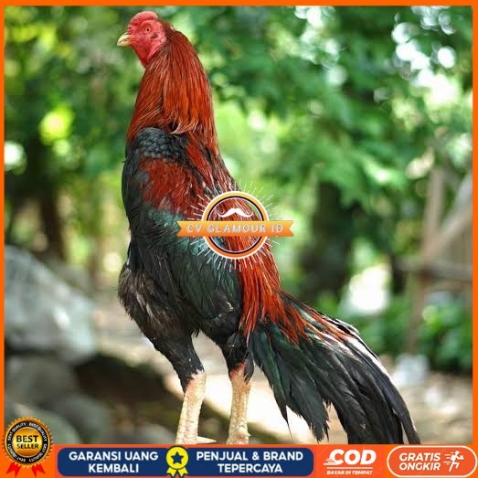 

Telur ayam bangkok pakhoy petarung aduan fertil siap ditetaskan CV GLAMOUR ID