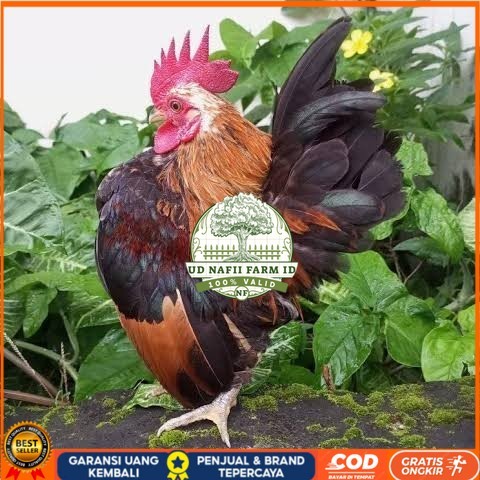

Telur ayam serama / kate lokal fertil asli siap ditetaskan - ayam kate lokal UD NAFII FARM ID
