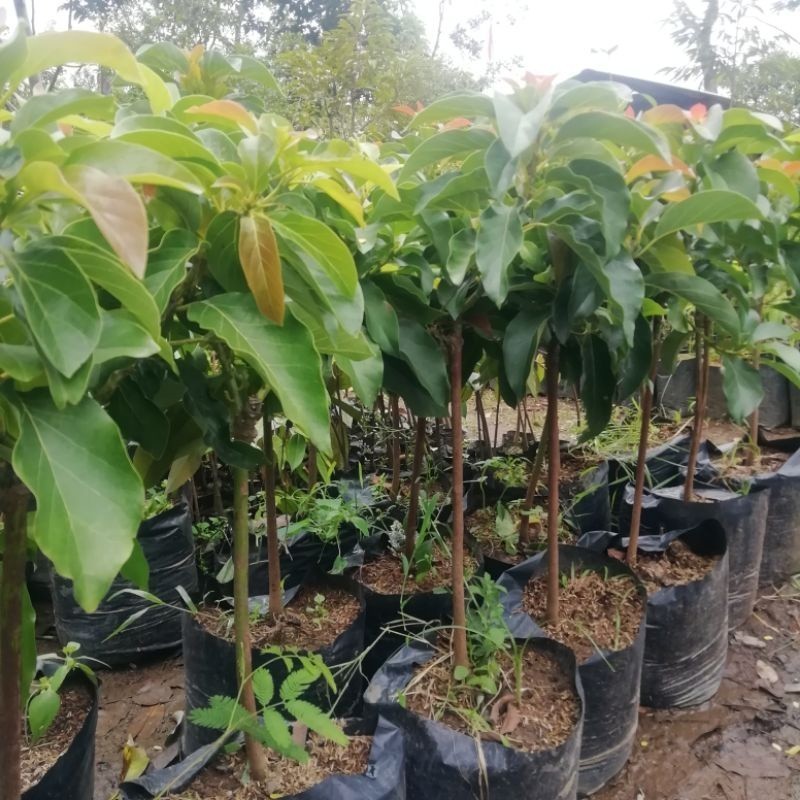 

[promo] bibit buah alpokat super batang besar max 80cm berkualitas terlaris terlaris