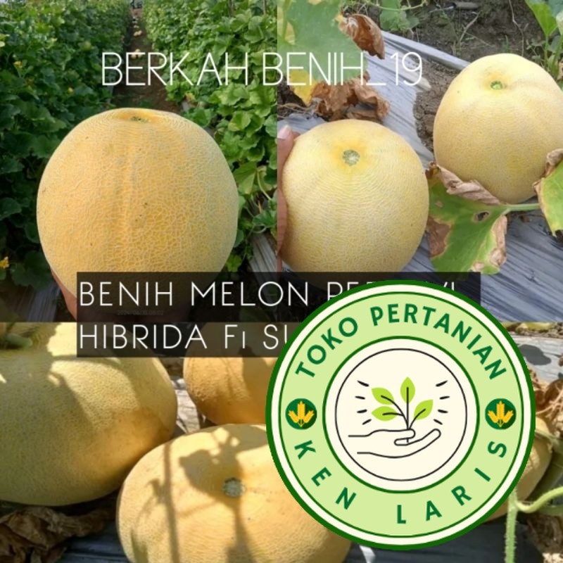 100+ BENIH MELON PERTIWI HIBRIDA F1 BIBIT UNGGUL PREMIUM