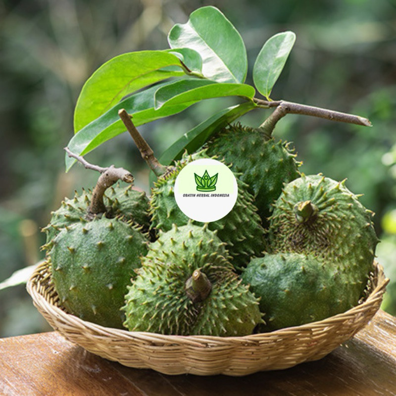 

Daun Sirsak Segar Organik Herbal Obat Kanker Tumor Daun Sirsak Daun Segar Sirsak Daun Sirsak Daun Sirsak Segar Termurah Ori Asli 100gram
