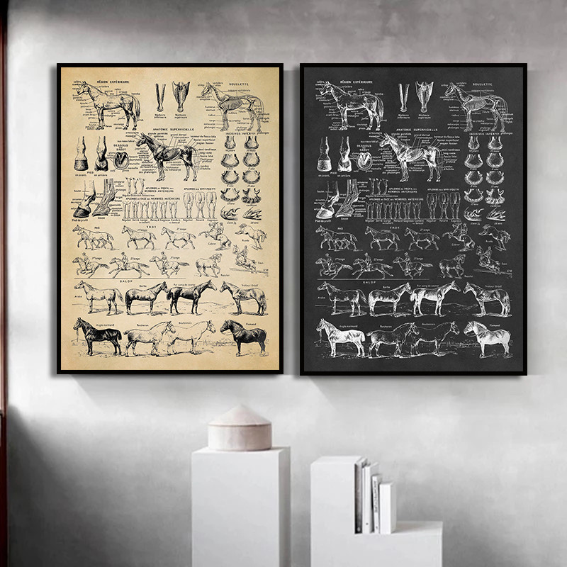 

Vintage French Horse Anatomy Chart Canvas Painting Prints Biology Horse Breed Chart Illustration Animal Poster Art Office Decor