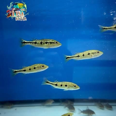 pbass orinoco pure 4-6 cm pbas orinoco