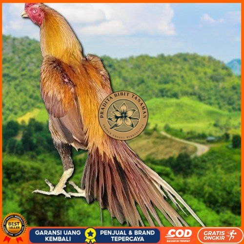 

Telur Ayam Ekor lidi (ORI) PRADITA BIBIT TANAMAN