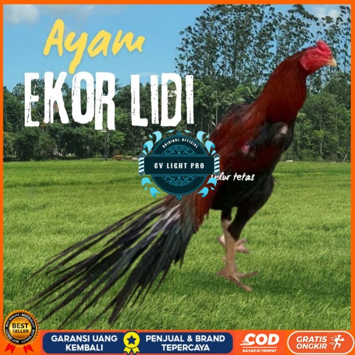 

telur ayam ekor lidi original bisa untuk di tetaskan vertil CV LIGHT PRO