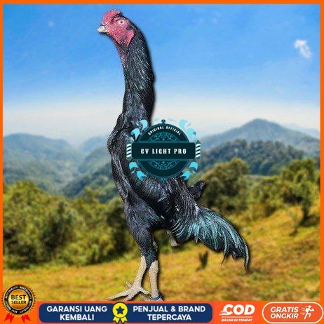 

telur ayam shamo jepang ori petarung juara bisa di tetaskan CV LIGHT PRO