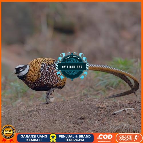 

Telur ayam hias ringneck reeves pheasant fertil asli CV LIGHT PRO