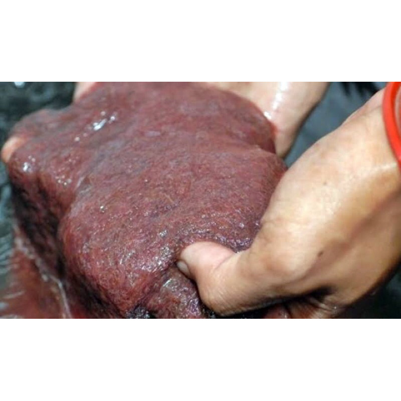 cacing sutra 1 liter fress hidup