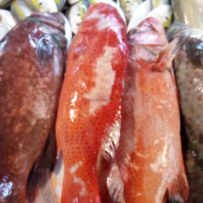 

Ikan kerapu Merah/Lodi 1 kg