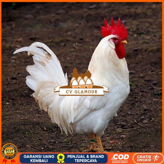 

Telur ayam leghorn white / telur ayam hias / telur fertil siap tetas CV GLAMOUR