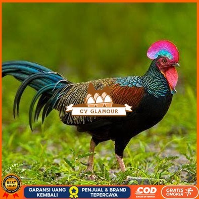 

Telur ayam hutan x jawa bekisar fertil asli siap ditetaskan - ayam hutan CV GLAMOUR