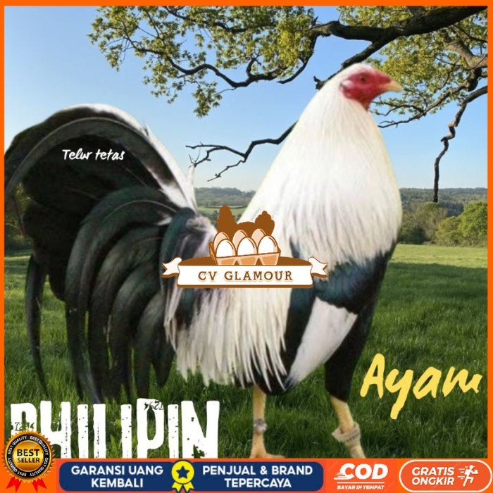 

telur ayam philipin asli AK47 bisa untuk di tetaskan super CV GLAMOUR
