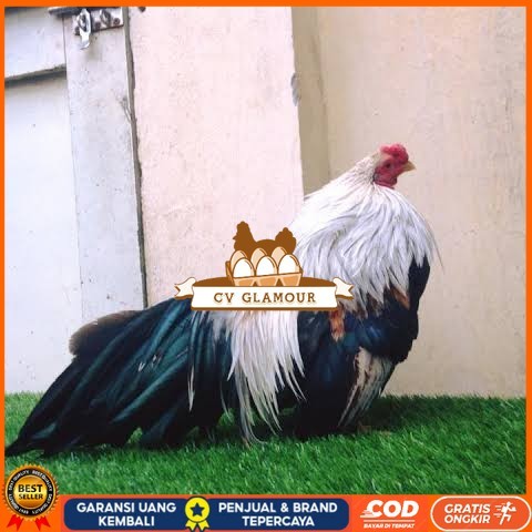 

Telur ayam hias ga tre than chau fertil untuk ditetaskan Langsung CV GLAMOUR