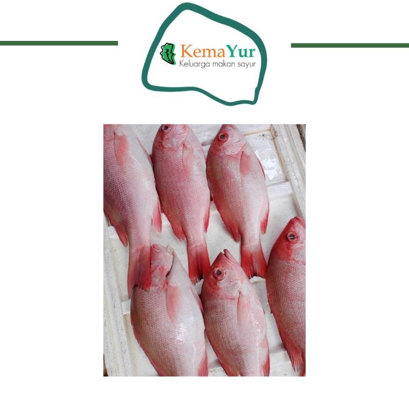 

KAKAP MERAH FRESH 500GR