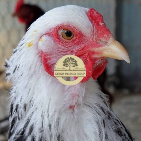 

Telur ayam arab / telur ayam hias / telur fertil siap tetas KURNIA PRATAMA GROUP