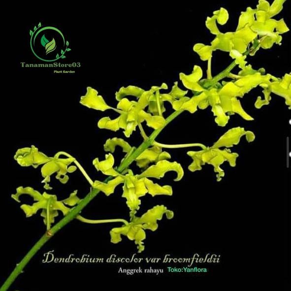 ANGGREK DENDROBIUM DISCOLOR VAR BROMFIELDII