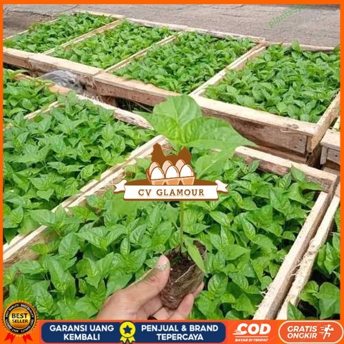 Bibit Cabe Rawit F1 Super | Bibit Tanaman Cabai Rawit F1 Unggul Jaminan Panen | Bibit Cabai Rawit F1