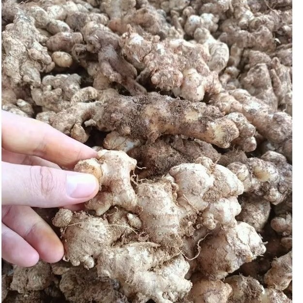 

Jahe Emprit Jawa pacitan Fresh 1kg