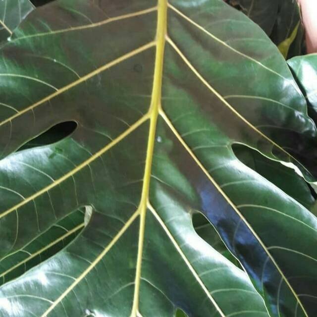 

Sahabatalam Daun sukun segar 1 kg segar,sukun