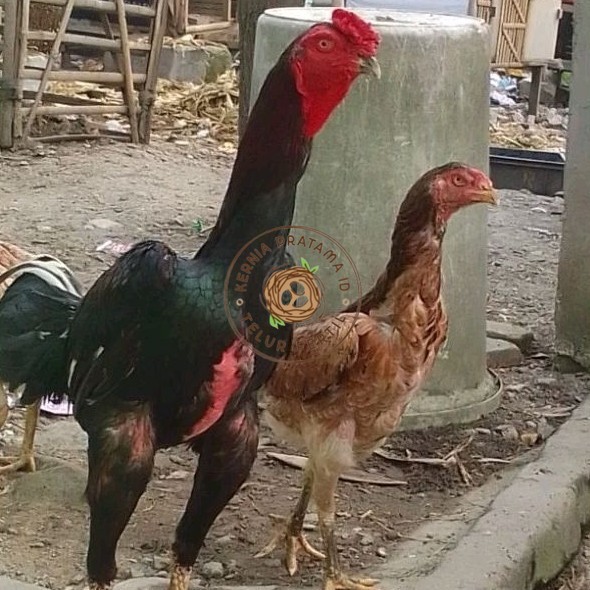 

telur ayam shamo eropa Tulangan besar bisa untuk di tetaskan KURNIA PRATAMA ID