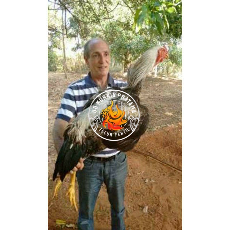 

TELUR AYAM GOWA / GORILA JAWA SUPER UNTUK DI TETASKAN UD KURNIA PRATAMA