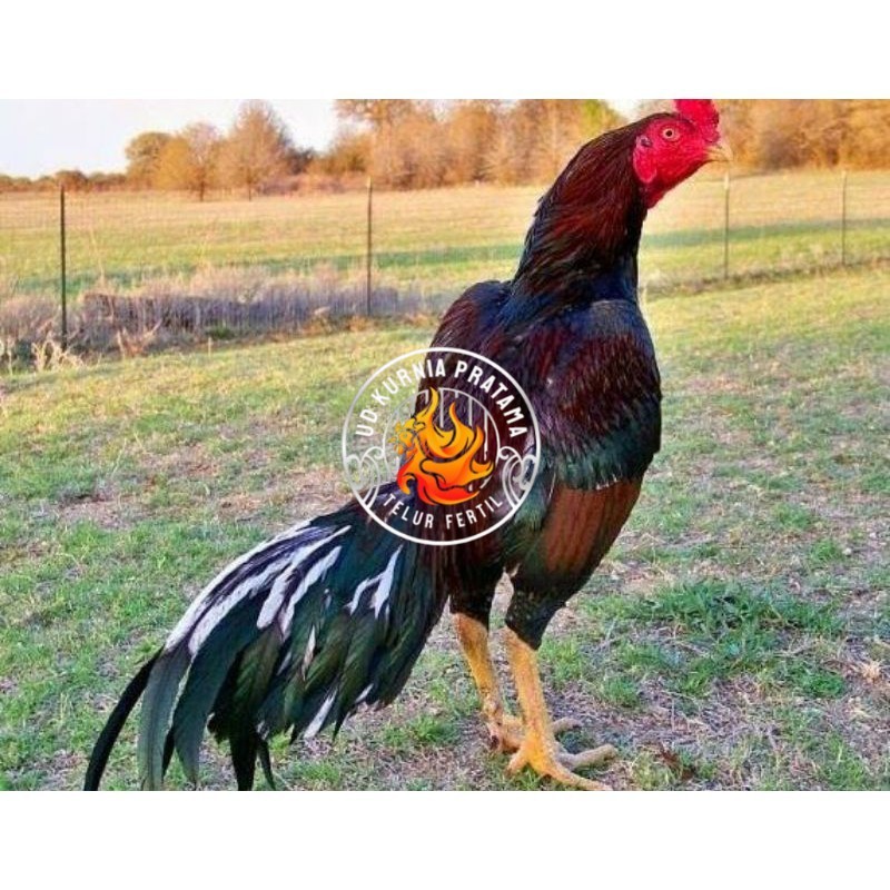 

TELUR AYAM SHAMO JEPANG PURE LINE TANAKA / AYAM ADUAN JEPANG SUPER BESAR UD KURNIA PRATAMA