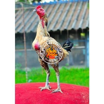 

Telur ayam bangkok shamo brazil / ayam petarung aduan siap ditetaskan UD KURNIA PRATAMA