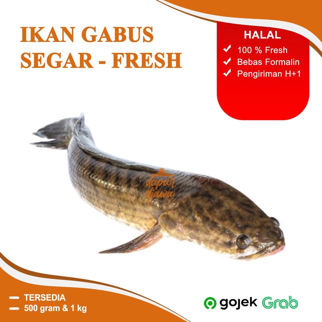 

IKAN GABUS SEGAR TAWAR JUMBO SUPER 500 GR 500GR 500GRM 1 KG