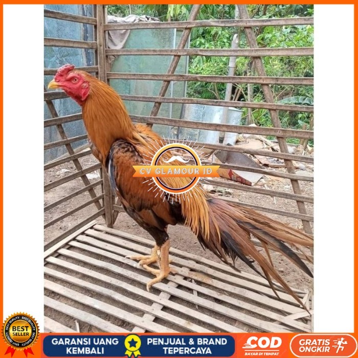 

(10 butir) Telur Ayam Ekor Lidi Untuk Di tetaskan CV GLAMOUR ID
