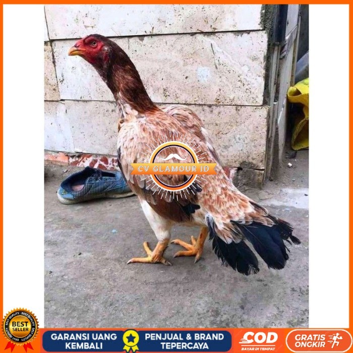 

telur ayam aseel madras original berkualitas CV GLAMOUR ID