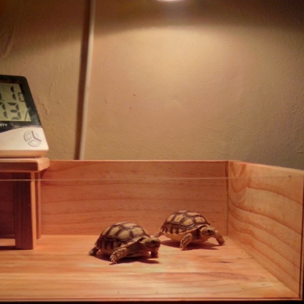 kandang tortoise sulcata  kandang kura kura  kandang kayu jati belanda CO
