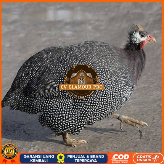 

Telur ayam mutiara / telur ayam hias / telur fertil siap tetas CV GLAMOUR PRO