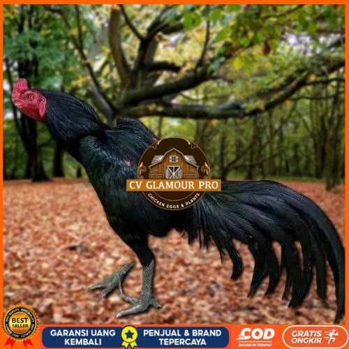 

Telur Ayam Pakhoy Brakot Vertil Siap Di Tetaskan Jaminan Super Oiginal Bergaransi CV GLAMOUR PRO