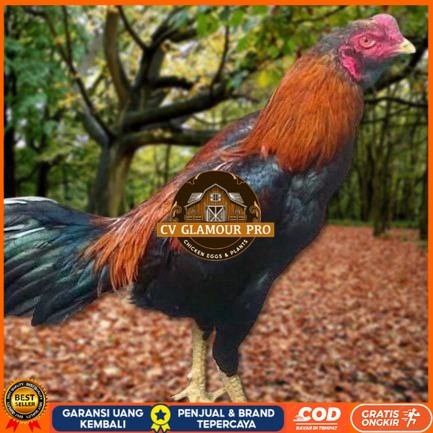 

Telur Ayam Pakhoy Full Brakot Vertil Siap Di Tetaskan Jaminan Super Oiginaal Bergaransi CV GLAMOUR PRO