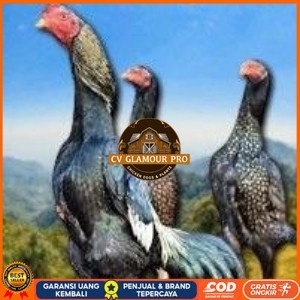 

telur tetas ayam shamo bangkok ori super garansi CV GLAMOUR PRO