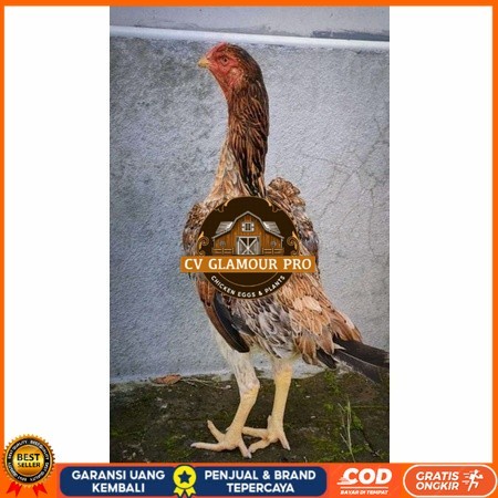 

Telur ayam bangkok shamo taiwan / ayam petarung aduan untuk ditetaskan CV GLAMOUR PRO