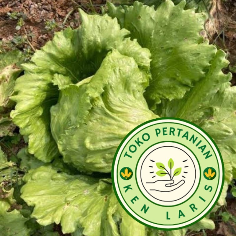 

READY!! SELADA KROP ️ 500 BENIH ️