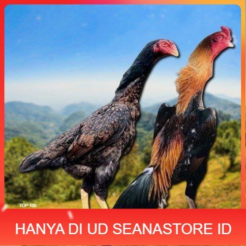 

telur tetas ayam shamo aduan jumbo UD SEANASTORE ID