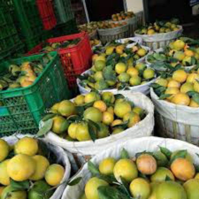 

buah jeruk beby java 1kg segar langsung petik