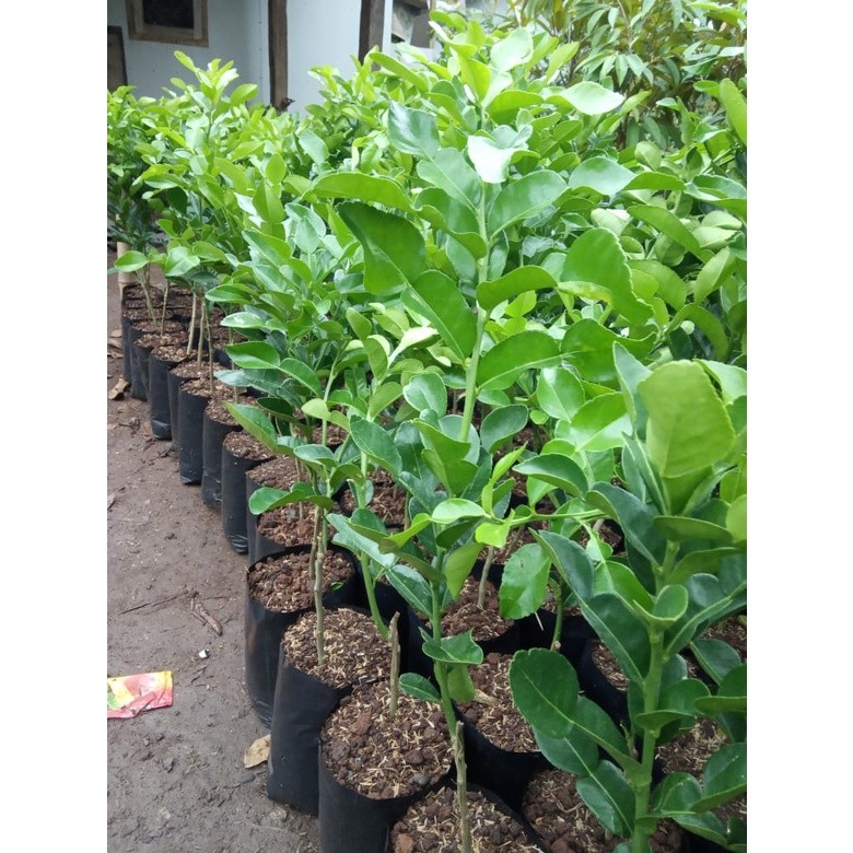 Bibit Jeruk Purut /Jeruk Masak (RIMBUN)
