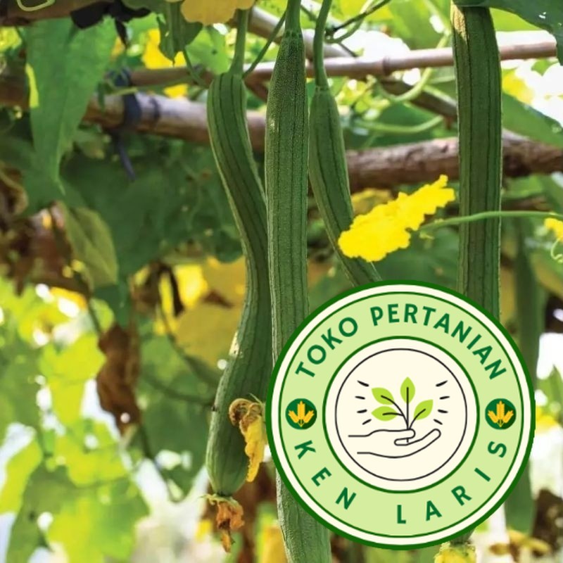 READY OYONG LONG / OYONG TAIWAN  20 BENIH