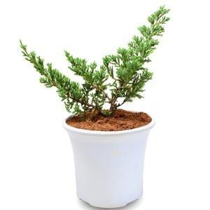 Tanaman Bunga CEMARA BUAYA - Tanaman Hias Hidup Daun Cemara Bajul - Pohon Cemara Buaya Bahan Bonsai 