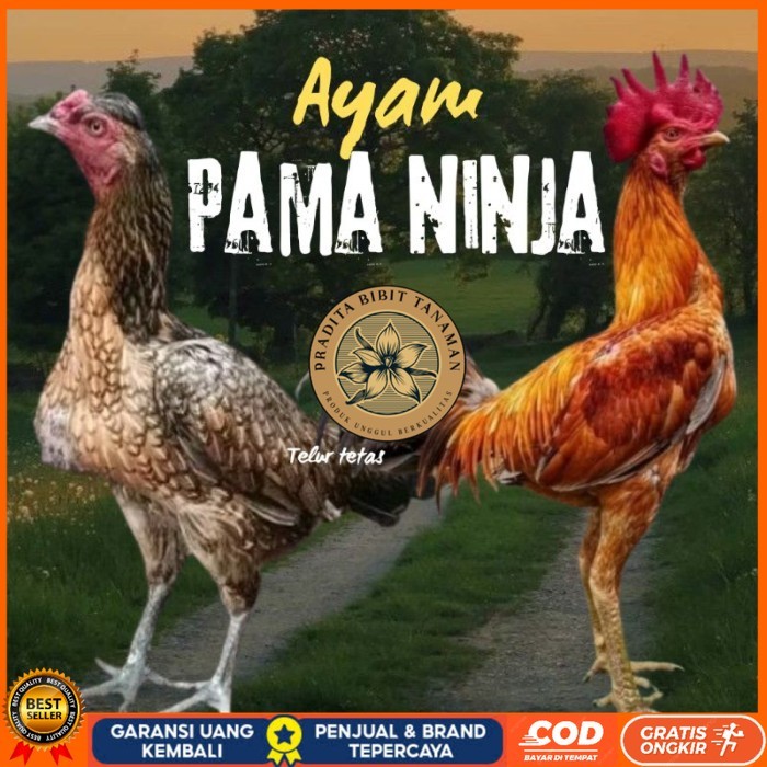 

telur ayam Pama ninja original petarung bisa untuk di tetaskan berkualitas ori PRADITA BIBIT TANAMAN