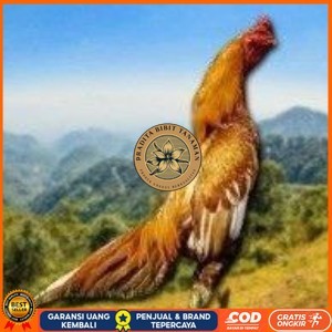 

Telur Shamo X BK clasik (telur fertil) PRADITA BIBIT TANAMAN