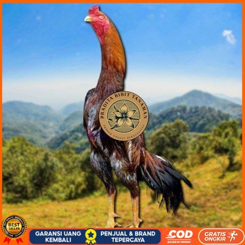 

telur tetas ayam shamo jepang ori PRADITA BIBIT TANAMAN